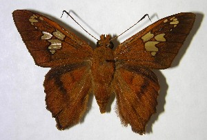  ( - 07-SRNP-45185)  @14 [ ] CreativeCommons - Attribution Non-Commercial Share-Alike (2007) Daniel H. Janzen Guanacaste Dry Forest Conservation Fund