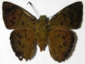  ( - 07-SRNP-5171)  @14 [ ] CreativeCommons - Attribution Non-Commercial Share-Alike (2010) Daniel H. Janzen Guanacaste Dry Forest Conservation Fund