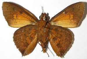  ( - 07-SRNP-65520)  @14 [ ] CreativeCommons - Attribution Non-Commercial Share-Alike (2010) Daniel H. Janzen Guanacaste Dry Forest Conservation Fund