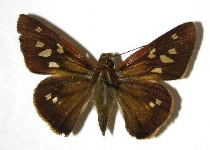  ( - 07-SRNP-65604)  @14 [ ] CreativeCommons - Attribution Non-Commercial Share-Alike (2008) Daniel H. Janzen Guanacaste Dry Forest Conservation Fund