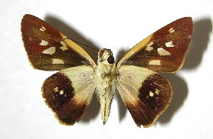  ( - 07-SRNP-65604)  @14 [ ] CreativeCommons - Attribution Non-Commercial Share-Alike (2008) Daniel H. Janzen Guanacaste Dry Forest Conservation Fund