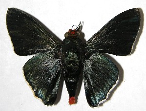  ( - 07-SRNP-65612)  @14 [ ] CreativeCommons - Attribution Non-Commercial Share-Alike (2008) Daniel H. Janzen Guanacaste Dry Forest Conservation Fund