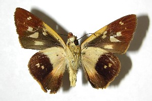  ( - 07-SRNP-65640)  @14 [ ] CreativeCommons - Attribution Non-Commercial Share-Alike (2008) Daniel H. Janzen Guanacaste Dry Forest Conservation Fund