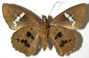  ( - 07-SRNP-66034)  @14 [ ] CreativeCommons - Attribution Non-Commercial Share-Alike (2010) Daniel H. Janzen Guanacaste Dry Forest Conservation Fund