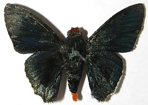  ( - 08-SRNP-348)  @14 [ ] CreativeCommons - Attribution Non-Commercial Share-Alike (2010) Daniel H. Janzen Guanacaste Dry Forest Conservation Fund