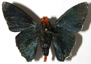  ( - 08-SRNP-348)  @14 [ ] CreativeCommons - Attribution Non-Commercial Share-Alike (2010) Daniel H. Janzen Guanacaste Dry Forest Conservation Fund