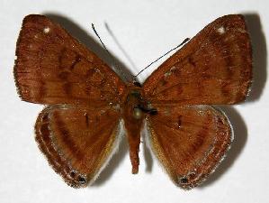  ( - 03-SRNP-12233)  @14 [ ] CreativeCommons - Attribution Non-Commercial Share-Alike (2006) Daniel H. Janzen Guanacaste Dry Forest Conservation Fund