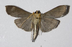  ( - 05-SRNP-949)  @14 [ ] CreativeCommons - Attribution Non-Commercial Share-Alike (2013) Daniel H. Janzen Guanacaste Dry Forest Conservation Fund