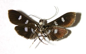  ( - 02-SRNP-3335)  @14 [ ] CreativeCommons - Attribution Non-Commercial Share-Alike (2007) Daniel H. Janzen Guanacaste Dry Forest Conservation Fund