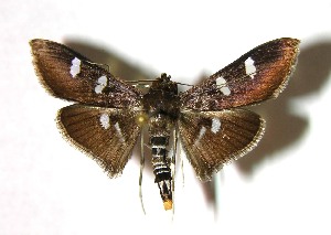  ( - 02-SRNP-3338)  @14 [ ] CreativeCommons - Attribution Non-Commercial Share-Alike (2007) Daniel H. Janzen Guanacaste Dry Forest Conservation Fund