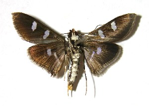  ( - 02-SRNP-3338)  @14 [ ] CreativeCommons - Attribution Non-Commercial Share-Alike (2007) Daniel H. Janzen Guanacaste Dry Forest Conservation Fund