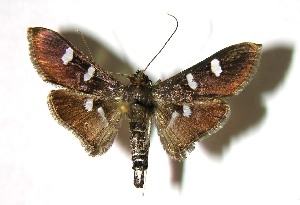  ( - 02-SRNP-3341)  @14 [ ] CreativeCommons - Attribution Non-Commercial Share-Alike (2007) Daniel H. Janzen Guanacaste Dry Forest Conservation Fund