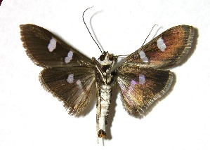  ( - 02-SRNP-3341)  @14 [ ] CreativeCommons - Attribution Non-Commercial Share-Alike (2007) Daniel H. Janzen Guanacaste Dry Forest Conservation Fund