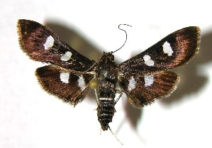  ( - 02-SRNP-3959)  @14 [ ] CreativeCommons - Attribution Non-Commercial Share-Alike (2007) Daniel H. Janzen Guanacaste Dry Forest Conservation Fund