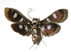  ( - 02-SRNP-3959)  @14 [ ] CreativeCommons - Attribution Non-Commercial Share-Alike (2007) Daniel H. Janzen Guanacaste Dry Forest Conservation Fund