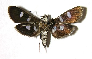  ( - 03-SRNP-6424)  @14 [ ] CreativeCommons - Attribution Non-Commercial Share-Alike (2007) Daniel H. Janzen Guanacaste Dry Forest Conservation Fund