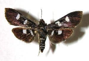  ( - 03-SRNP-7153)  @14 [ ] CreativeCommons - Attribution Non-Commercial Share-Alike (2007) Daniel H. Janzen Guanacaste Dry Forest Conservation Fund