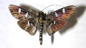  ( - 07-SRNP-30360)  @14 [ ] CreativeCommons - Attribution Non-Commercial Share-Alike (2007) Daniel H. Janzen Guanacaste Dry Forest Conservation Fund