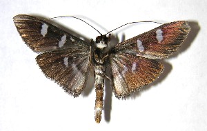  ( - 07-SRNP-30360)  @14 [ ] CreativeCommons - Attribution Non-Commercial Share-Alike (2007) Daniel H. Janzen Guanacaste Dry Forest Conservation Fund