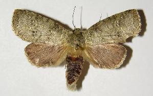  ( - 00-SRNP-20582)  @14 [ ] CreativeCommons - Attribution Non-Commercial Share-Alike (2005) Daniel H. Janzen Guanacaste Dry Forest Conservation Fund