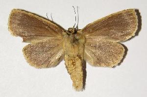  ( - 00-SRNP-20582)  @14 [ ] CreativeCommons - Attribution Non-Commercial Share-Alike (2005) Daniel H. Janzen Guanacaste Dry Forest Conservation Fund