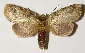  ( - 01-SRNP-5263)  @14 [ ] CreativeCommons - Attribution Non-Commercial Share-Alike (2005) Daniel H. Janzen Guanacaste Dry Forest Conservation Fund