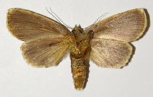  ( - 01-SRNP-5263)  @14 [ ] CreativeCommons - Attribution Non-Commercial Share-Alike (2005) Daniel H. Janzen Guanacaste Dry Forest Conservation Fund