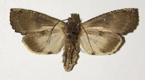  ( - 03-SRNP-14515)  @13 [ ] CreativeCommons - Attribution Non-Commercial Share-Alike (2005) Daniel H. Janzen Guanacaste Dry Forest Conservation Fund