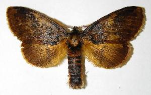  ( - 03-SRNP-4727)  @14 [ ] CreativeCommons - Attribution Non-Commercial Share-Alike (2005) Daniel H. Janzen Guanacaste Dry Forest Conservation Fund