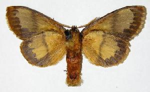  ( - 03-SRNP-4727)  @14 [ ] CreativeCommons - Attribution Non-Commercial Share-Alike (2005) Daniel H. Janzen Guanacaste Dry Forest Conservation Fund