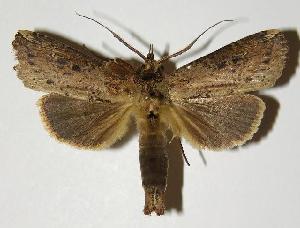  ( - 04-SRNP-61335)  @13 [ ] CreativeCommons - Attribution Non-Commercial Share-Alike (2005) Daniel H. Janzen Guanacaste Dry Forest Conservation Fund