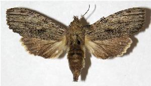  ( - 05-SRNP-30247)  @14 [ ] CreativeCommons - Attribution Non-Commercial Share-Alike (2005) Daniel H. Janzen Guanacaste Dry Forest Conservation Fund