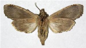  ( - 05-SRNP-30247)  @14 [ ] CreativeCommons - Attribution Non-Commercial Share-Alike (2005) Daniel H. Janzen Guanacaste Dry Forest Conservation Fund