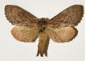  ( - 98-SRNP-8801)  @14 [ ] CreativeCommons - Attribution Non-Commercial Share-Alike (2005) Daniel H. Janzen Guanacaste Dry Forest Conservation Fund