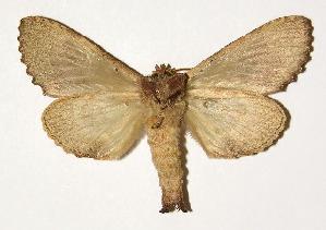  ( - 98-SRNP-8801)  @14 [ ] CreativeCommons - Attribution Non-Commercial Share-Alike (2005) Daniel H. Janzen Guanacaste Dry Forest Conservation Fund