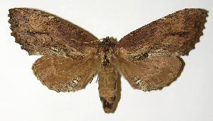  ( - 98-SRNP-9901)  @14 [ ] CreativeCommons - Attribution Non-Commercial Share-Alike (2005) Daniel H. Janzen Guanacaste Dry Forest Conservation Fund