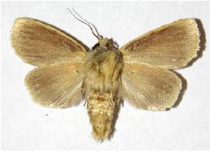  ( - 00-SRNP-20602)  @14 [ ] CreativeCommons - Attribution Non-Commercial Share-Alike (2005) Daniel H. Janzen Guanacaste Dry Forest Conservation Fund