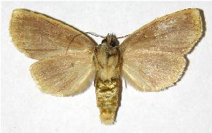  ( - 00-SRNP-21223)  @14 [ ] CreativeCommons - Attribution Non-Commercial Share-Alike (2005) Daniel H. Janzen Guanacaste Dry Forest Conservation Fund