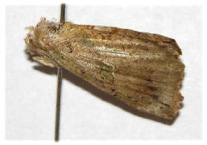  ( - 02-SRNP-31399)  @12 [ ] CreativeCommons - Attribution Non-Commercial Share-Alike (2006) Daniel H. Janzen Guanacaste Dry Forest Conservation Fund