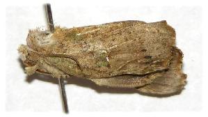  ( - 02-SRNP-31399)  @12 [ ] CreativeCommons - Attribution Non-Commercial Share-Alike (2006) Daniel H. Janzen Guanacaste Dry Forest Conservation Fund