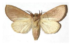  ( - 05-SRNP-19429)  @14 [ ] CreativeCommons - Attribution Non-Commercial Share-Alike (2005) Daniel H. Janzen Guanacaste Dry Forest Conservation Fund