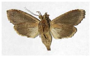  ( - 05-SRNP-30005)  @14 [ ] CreativeCommons - Attribution Non-Commercial Share-Alike (2006) Daniel H. Janzen Guanacaste Dry Forest Conservation Fund