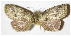  ( - 05-SRNP-32445)  @14 [ ] CreativeCommons - Attribution Non-Commercial Share-Alike (2005) Daniel H. Janzen Guanacaste Dry Forest Conservation Fund