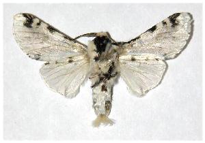  ( - 05-SRNP-47383)  @13 [ ] CreativeCommons - Attribution Non-Commercial Share-Alike (2006) Daniel H. Janzen Guanacaste Dry Forest Conservation Fund