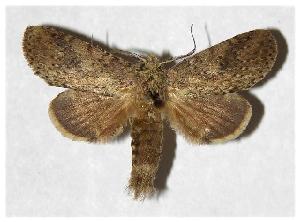  ( - 95-SRNP-8734)  @14 [ ] CreativeCommons - Attribution Non-Commercial Share-Alike (2006) Daniel H. Janzen Guanacaste Dry Forest Conservation Fund