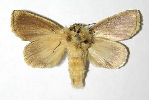  ( - 05-SRNP-32447)  @14 [ ] CreativeCommons - Attribution Non-Commercial Share-Alike (2006) Daniel H. Janzen Guanacaste Dry Forest Conservation Fund