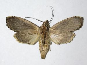  ( - 05-SRNP-33928)  @14 [ ] CreativeCommons - Attribution Non-Commercial Share-Alike (2006) Daniel H. Janzen Guanacaste Dry Forest Conservation Fund