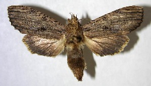  ( - 06-SRNP-6786)  @14 [ ] CreativeCommons - Attribution Non-Commercial Share-Alike (2007) Daniel H. Janzen Guanacaste Dry Forest Conservation Fund