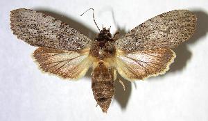  ( - 91-SRNP-1566)  @14 [ ] CreativeCommons - Attribution Non-Commercial Share-Alike (2007) Daniel H. Janzen Guanacaste Dry Forest Conservation Fund