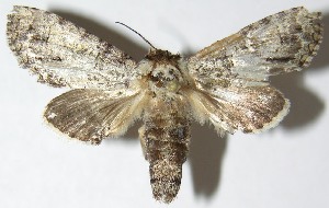  ( - 07-SRNP-23800)  @14 [ ] CreativeCommons - Attribution Non-Commercial Share-Alike (2013) Daniel H. Janzen Guanacaste Dry Forest Conservation Fund